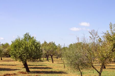 countryside with typical trees of mallorca in rural areas.の写真素材