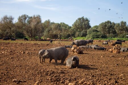 Spanish black pig farm in natural and ecological mallorca with quality of life for animals