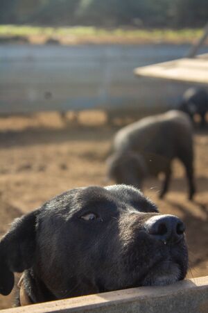 Shepherd dog guard dogs in pigsty.