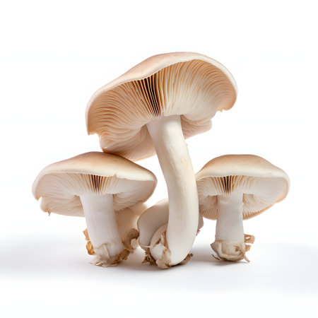 mushroom on white backgroundの素材