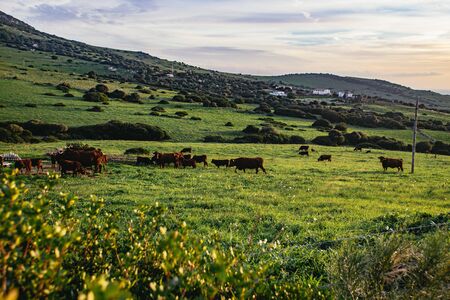 Herd of cattle grazing in a lush green pastureの写真素材