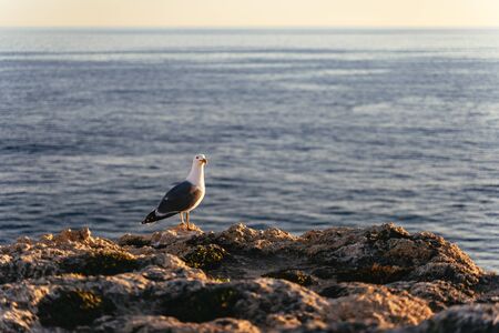 Seagull perched on rocks overlooking the sea in golden evening light in Praia de Albandeira, Arco de Albandeira, Algarve, Portugalの写真素材