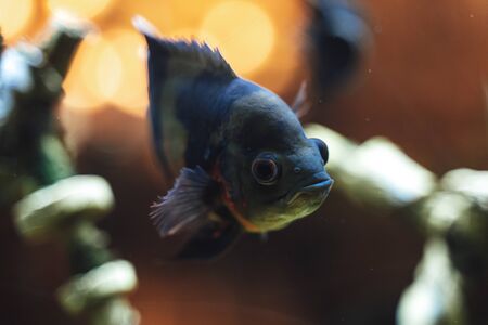Tropical fish swimming in an indoor aquarium
