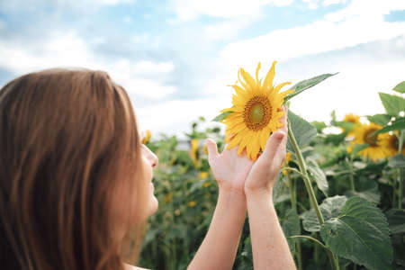 Close up side view of Caucasian woman holding sunflower in farm during spring seasonの写真素材