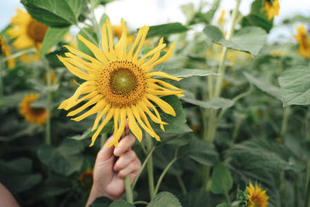 Close up of woman hand holding beautiful yellow sunflower in farm during spring seasonの写真素材