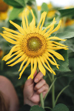 Close up hand of woman holding fresh yellow sunflower at farmの写真素材