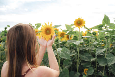 Rear view of young woman enjoying beautiful sunflower in field on sunny dayの写真素材