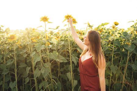 Beautiful young woman in dress examining sunflower in field on sunny dayの写真素材