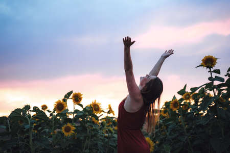 Caucasian young woman with arms raised enjoying her freedom in sunflower field during sunsetの写真素材