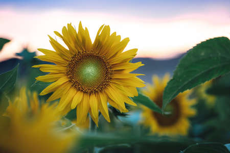 Close up of beautiful yellow sunflower blooming in farm during sunsetの写真素材