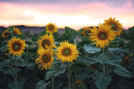 Beautiful and fresh yellow sunflowers blooming in farm during sunsetの写真素材