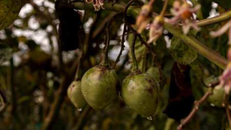 Typical tomato tree from the Ecuadorian mountainsの写真素材