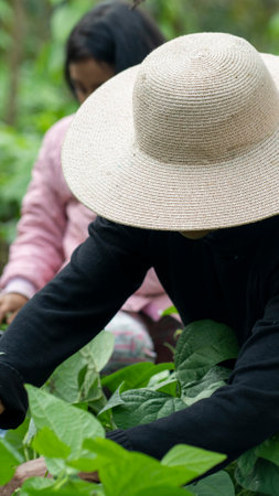 Typical Ecuadorian mountain woman. Woman in the field, her harvesting round green beans with her own handsの写真素材