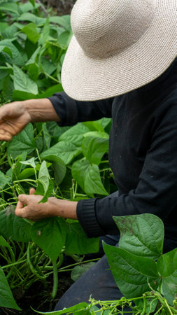 Typical Ecuadorian mountain woman. Woman in the field, her harvesting round green beans with her own handsの写真素材