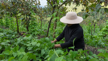 Typical Ecuadorian mountain woman. Woman in the field, her harvesting round green beans with her own handsの写真素材