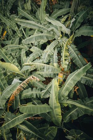 Tropical lush palm trees seen from above in Sri Lankaの写真素材