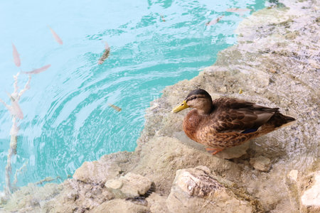 Closeup view of an wild duck on rock and truquoise waterの写真素材