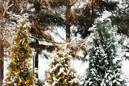 View of snow-covered plants in winterの写真素材