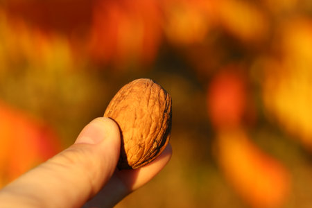 Close up view of a nut holded in hand on autumn blurred backgroud