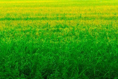 View of a green immature field of grain in early summer