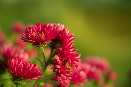 Closeup view on pink aster flowersの写真素材