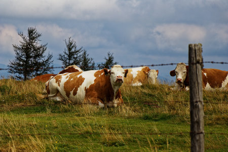 View on cows lying on a meadow with a barbed wire fence in frontの写真素材