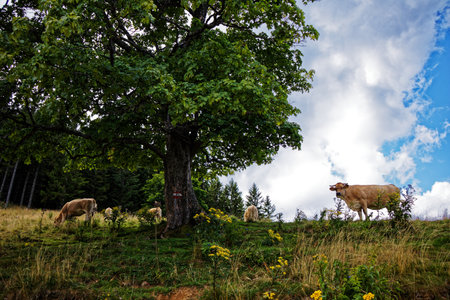 View on a cow on grassland with tree and cloudy sky in the backgroundの写真素材