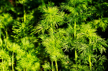 Closeup view on fresh green dill in sunlight