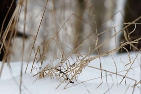 Close up view on brown blades of grass sticking out of the snow with out of focus forest in backgroundの写真素材