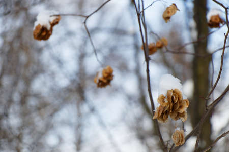 Close up view of maple toes on branches covered with snow in winterの写真素材