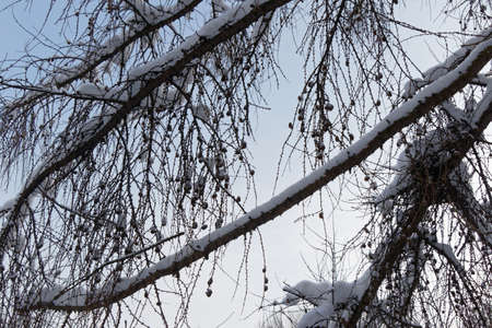 View on snow-covered spruce branches with small cones against a clear sky in winterの写真素材