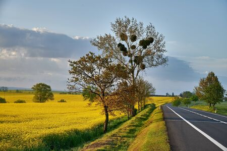 country road surrounded by rape in the countryside