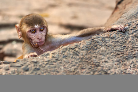 Monkey on the rock, Thailand. (macaca fascicularis)のeditorial素材