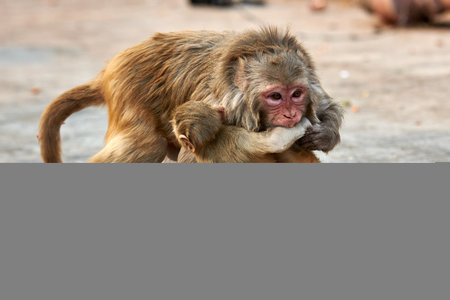 monkey in the zoo, Thailand. (macaca fascicularis)