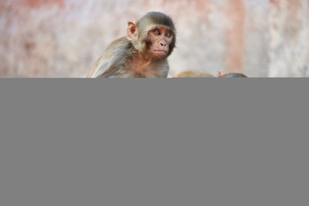 Monkey in the temple at Khao Yai National Park, Thailand