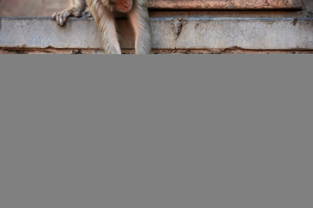 Monkey sitting on the wall of a temple in Kolkata, India