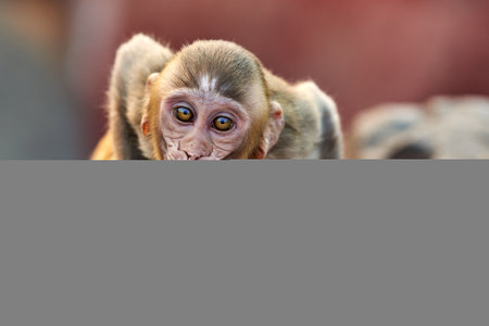 Portrait of a cute monkey on a blurred background. Animal.