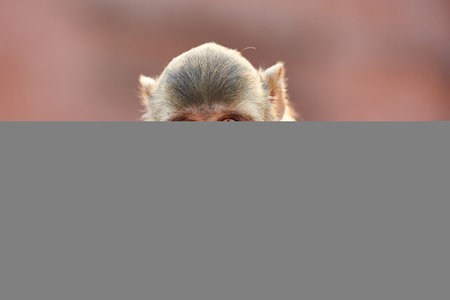 monkey in the wild, closeup portrait of a macaque monkey