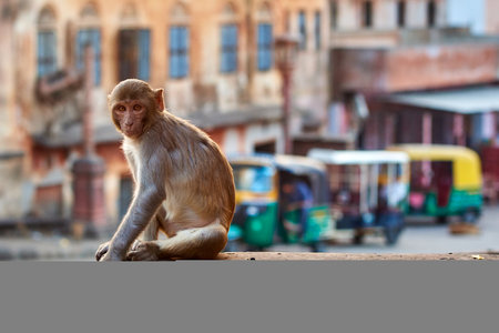 Monkey sitting on the street in Kolkata, India.