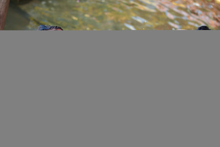 Crocodile in the park, closeup of photo.のeditorial素材