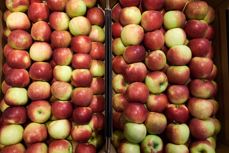 Ripe red apples for sale in a grocery store, close-upの写真素材