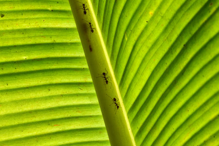 Ants on a banana leaf, close up of ants on banana leafの写真素材