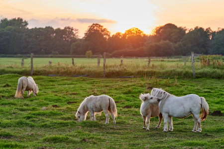 White horses grazing in a green meadow at sunset in summer.の写真素材