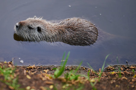 Coypu (Myocastor coypus) in the water