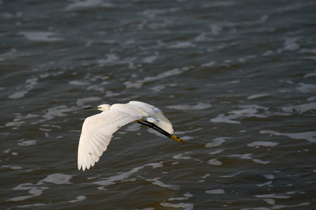 Little egret (Egretta garzetta) flying over the seaのeditorial素材