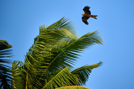 A black kite (Milvus migrans) flying in the blue sky
