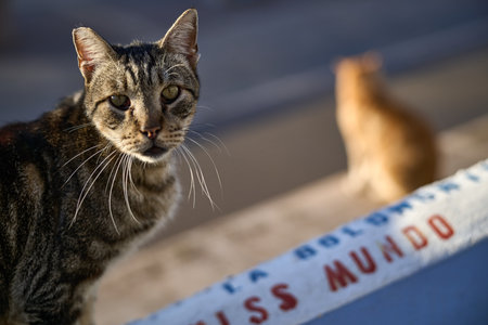 Tabby cat portrait close-up whisker detail domestic feline pet Mediterranean street cat Villajoyosa...