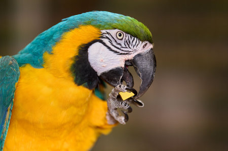 Blue yellow macaw parrot eating nut closeup portrait side view colorful tropical bird wildlife nature zoo captivity feeding behaviorの写真素材