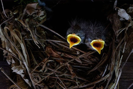 Bird nest baby chick open mouth begging feeding hungry wildlife nature nest twigs branches family parenting behavior closeup yellow beakの写真素材