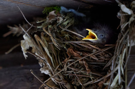 Bird nest baby chick open mouth begging feeding hungry wildlife nature nest twigs branches family parenting behavior closeup yellow beakの写真素材
